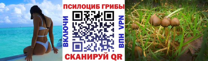 Псилоцибиновые грибы GOLDEN TEACHER  Агидель 